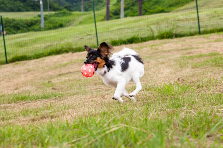 愛犬と一緒に楽しむ