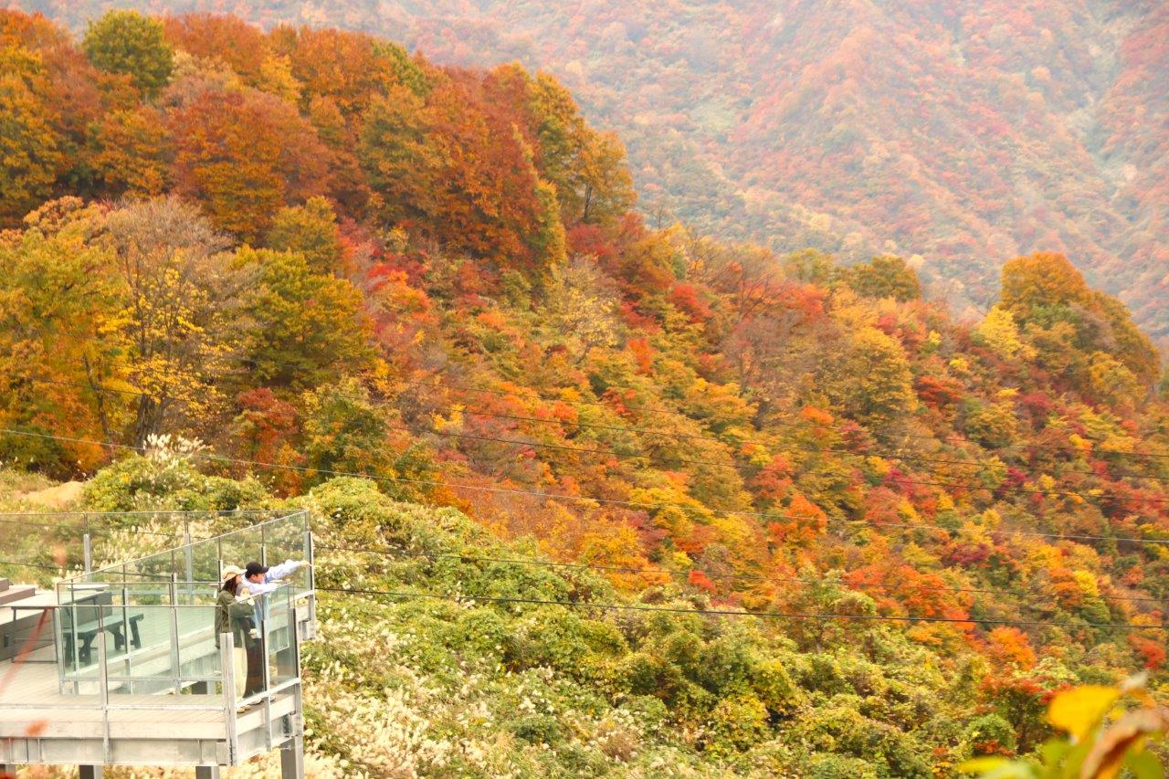 「紅葉」10月下旬〜11月上旬