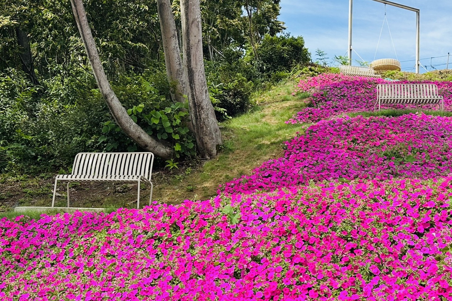 ペチュニアの花畑